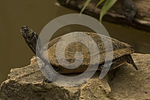 The Red-eared slider Trachemys scripta elegans.