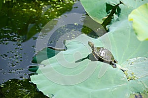 Red-eared slider, Trachemys scripta elegans