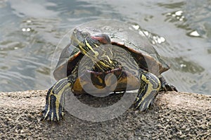 Red-eared Slider (Trachemys scripta elegans) photo