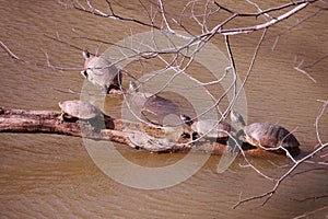 Red-eared slider - Trachemys scripta elegans -