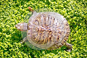 Red eared slider - Trachemys scripta elegans