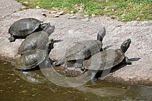 Red-eared slider Trachemys scripta elegans