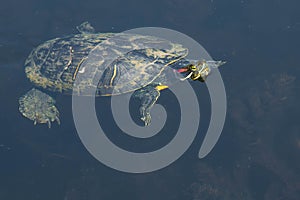 Red-eared Slider - Trachemys scripta elegans