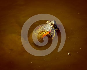 Red-eared Slider, Trachemys scripta elegans, aka Terrapin, popping head out of water