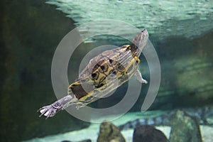 Red-eared Slider (Trachemys scripta elegans) in an aquarium behind glass