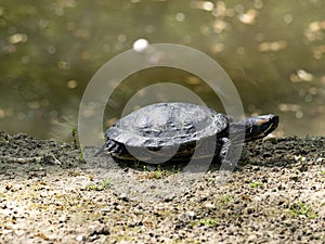 Red-eared slider, Trachemys scripta elegans, basks on the edge of a pond