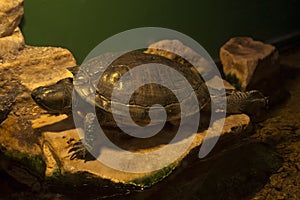 Red-eared slider Trachemys scripta elegans.