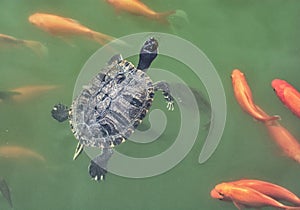 Red-eared slider - Trachemys scripta elegans and red fish in the