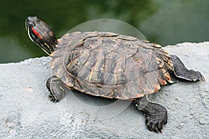 Red-eared Slider, Trachemys scripta elegans photo