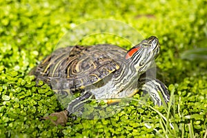 Red eared slider - Trachemys scripta elegans turtle