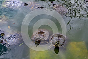 Red-eared slider (Trachemys scripta elegans) turtles swimming in