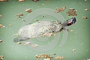 Red-eared slider (Trachemys scripta elegans) in the water