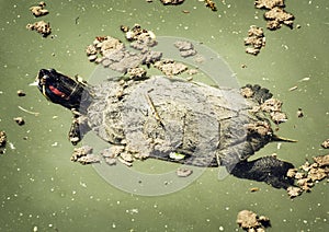 Red-eared slider (Trachemys scripta elegans) in the water, animal scene