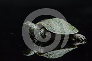 Red-eared Slider Trachemys scripta elegansisolated on a black