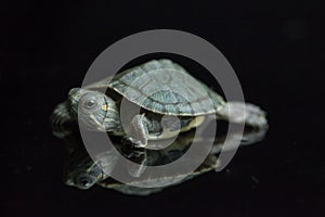 Red-eared Slider Trachemys scripta elegansisolated on a black