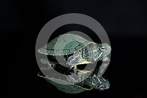 Red-eared Slider Trachemys scripta elegansisolated on a black