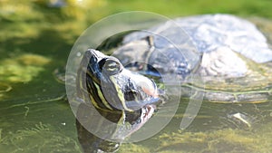 Red eared slider Trachemys scripta. Turtle head portrait in the wild.