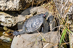 Red eared slider Trachemys scripta. Turtle portrait in the wild