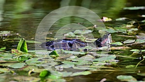 Red eared slider Trachemys scripta. Turtle in the wild swims on the lake