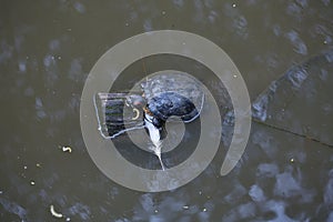 Red-eared slider, Trachemys skripta elegans