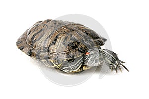 red eared slider turte tortoise trachemys scripta elegans