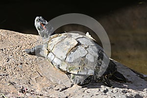 Red-eared Slider Turtle