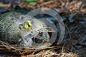 Red eared slider turtle