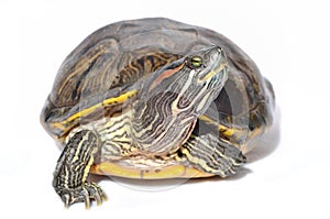 Red eared slider turtle