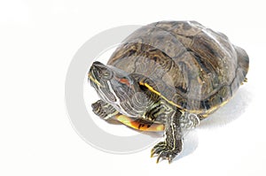 Red eared slider turtle