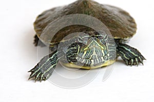 Red-eared slider turtle.