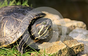 Red-eared slider turtle