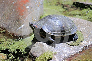 Red Eared Slider Turtle