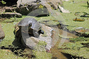 Red Eared Slider Turtle