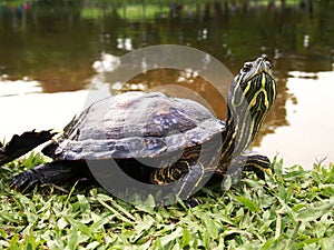 Red eared slider turtle