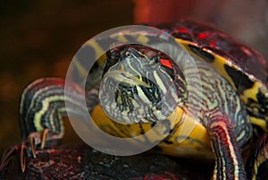 Red-eared slider turtle