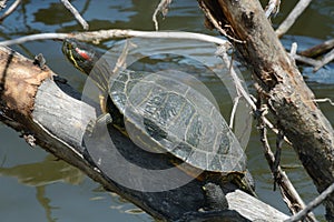 Red eared slider turtle