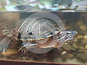 Red eared slider turtle in aquatium