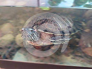 Red eared slider turtle in aquatium