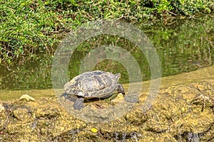 red-eared slider turtle basking