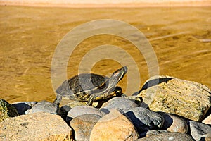 Red-eared slider turtle basking on rocks