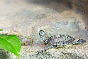 Red-eared slider turtle basking in the sun