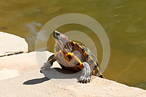 Red-eared slider turtle basking on sun