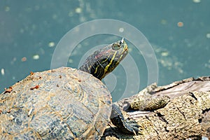 Red eared slider turtle close-up