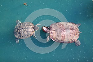 Red-Eared Slider Turtle Courtship Dance