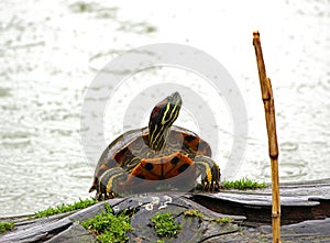 Red eared slider turtle