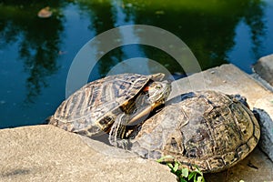 Red-eared Slider Turtle, group in water