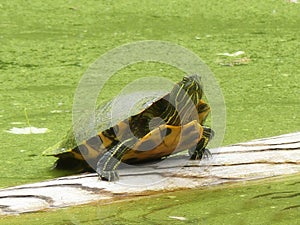 Red-Eared Slider Turtle Half out of the Water on a Wooden Platform