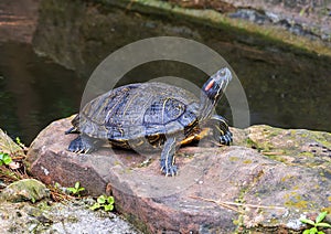 Red-eared slider turtle in the Japanese Garden of the Forth Worth Botanic Garden, Texas.