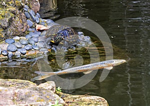 Red-eared slider turtle and Koi fish in the Japanese Garden of the Forth Worth Botanic Garden, Texas.