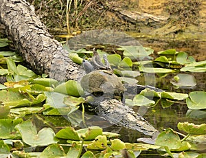 Red eared slider turtle lily pond